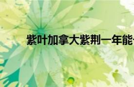 紫葉加拿大紫荊一年能長(zhǎng)多大（紫葉加拿大紫荊）