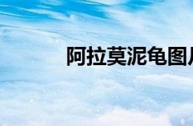 阿拉莫泥龜圖片（阿拉莫泥龜）