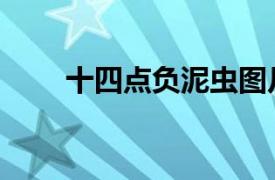 十四點負泥蟲圖片（十四星負泥蟲）