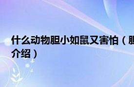 什么動物膽小如鼠又害怕（膽小如鼠的動物有哪些相關內容簡介介紹）