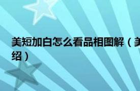 美短加白怎么看品相圖解（美短加白怎么看品相相關內容簡介介紹）