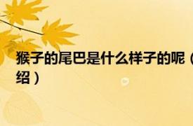 猴子的尾巴是什么樣子的呢（猴子的尾巴像什么相關內容簡介介紹）