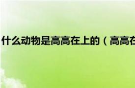 什么動物是高高在上的（高高在上是什么動物相關內容簡介介紹）