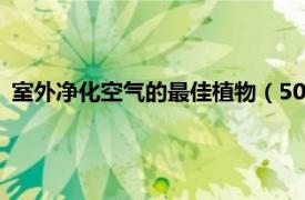 室外凈化空氣的最佳植物（50種最有益于凈化空氣的室內(nèi)植物）