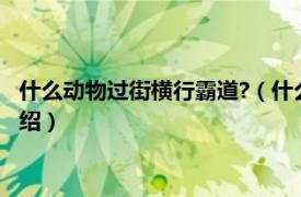 什么動物過街橫行霸道?（什么動物過街橫行霸道相關內容簡介介紹）