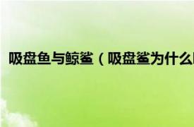 吸盤魚與鯨鯊（吸盤鯊為什么吸在鯊魚身上相關內容簡介介紹）