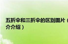 五折傘和三折傘的區別圖片（五折傘和三折傘的區別相關內容簡介介紹）