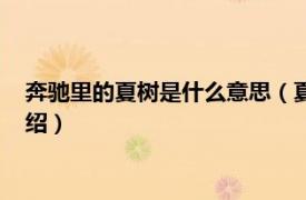 奔馳里的夏樹是什么意思（夏樹的奔馳是什么梗相關內容簡介介紹）