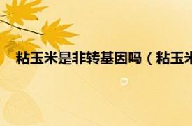 粘玉米是非轉基因嗎（粘玉米是轉基因嗎相關內容簡介介紹）