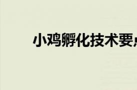 小雞孵化技術(shù)要點（小雞孵化技術(shù)）