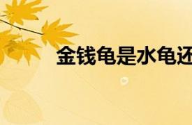 金錢龜是水龜還是陸龜（金錢龜）