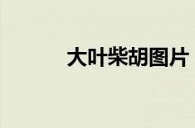 大葉柴胡圖片（南方大葉柴胡）