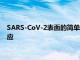 SARS-CoV-2表面的簡單合成結構在小鼠體內產生強大的免疫反應