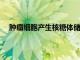 腫瘤細(xì)胞產(chǎn)生核糖體儲庫使它們能夠在不利條件下存活