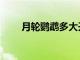 月輪鸚鵡多大開(kāi)始繁殖（月輪鸚鵡）