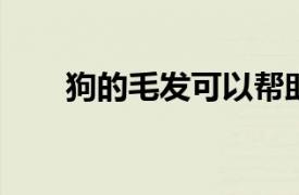 狗的毛發可以幫助防止或緩解宿醉嗎