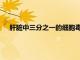 肝臟中三分之一的細胞毒性殺傷細胞可作為潛在的治療靶標