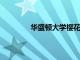 華盛頓大學櫻花季第二輪比賽正在進行中