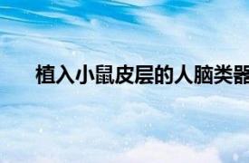 植入小鼠皮層的人腦類器官首次對視覺刺激做出反應