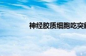 神經(jīng)膠質(zhì)細(xì)胞吃突觸可以增強(qiáng)學(xué)習(xí)和記憶